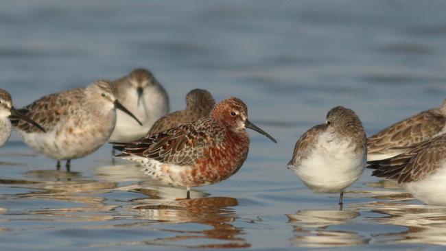 Migratory shorebirds, Curlew Sandpipers. Picture: Martin Stokes