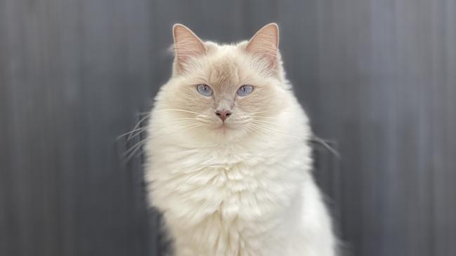 Cookie is one of the finalists in SA's cutest cat comp. Picture: Supplied