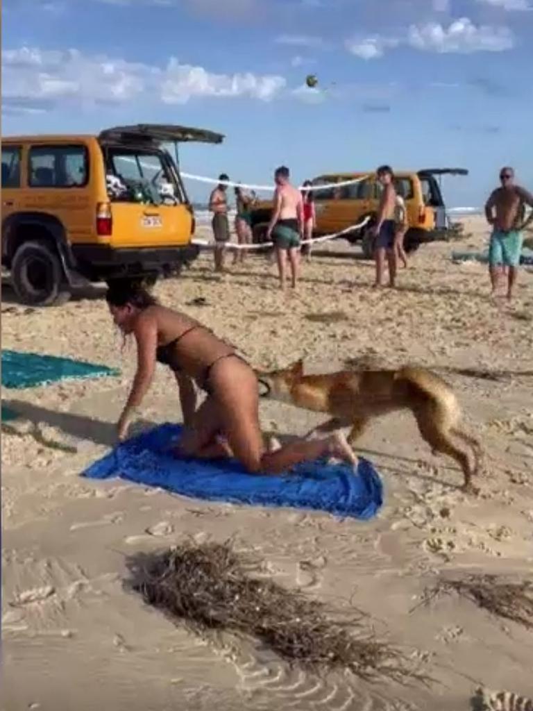 Tourist bitten in string of dingo attacks on K'gari (Fraser Island) (Supplied: Department of Environment and Science)