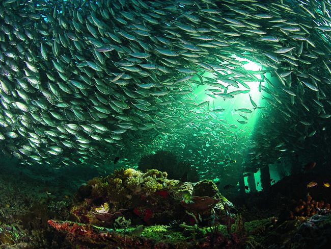 Tracy Jennings spent about six hours under the jetty at Arborek in awe and wonder of the schooling fish, but this scene was only visible for a minute or so. As a boat pushed off from the jetty a beam of light highlighted the small patch of reef.