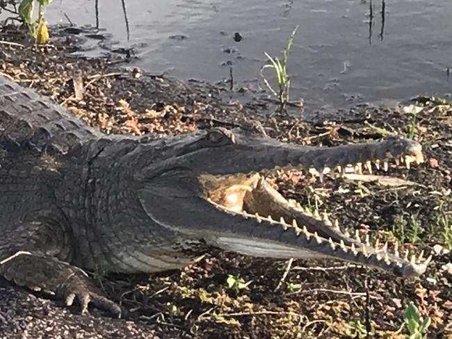 A freshwater crocodile smiling for the snap-arazzi at Fogg Dam in the Northern Territory. Picture: Werner Kalin