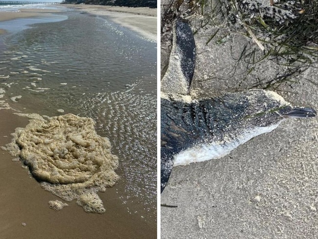 A significant toxic algae bloom is impacting the weaters around South Australia’s coast, leaving scores of dead sea life and locals feeling sick.
