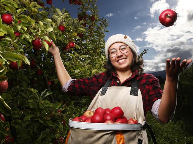 Annabelle Chappaz, 24 from France picks apples at Willie Smith's in Huonville.  Picture: Zak Simmonds