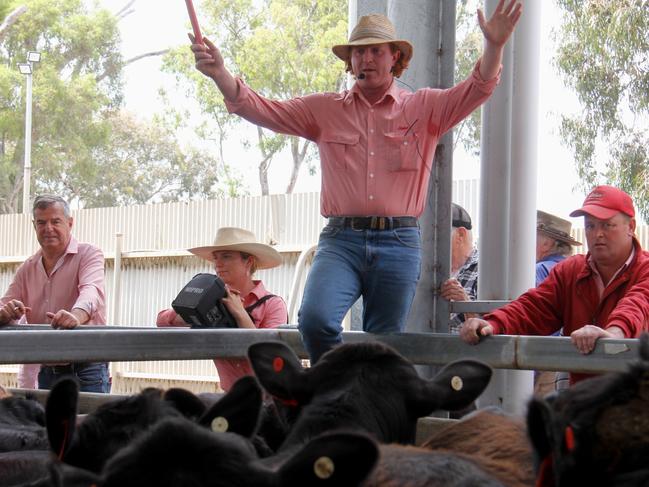 Elders agents selling at the Euroa cattle sale, December 7.