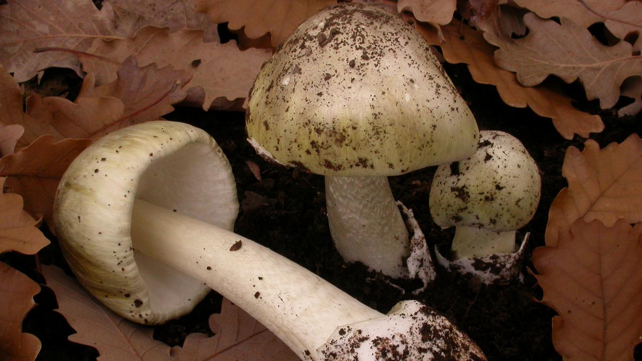 ‘Can be fatal’: Victorians warned over foraging for wild mushrooms