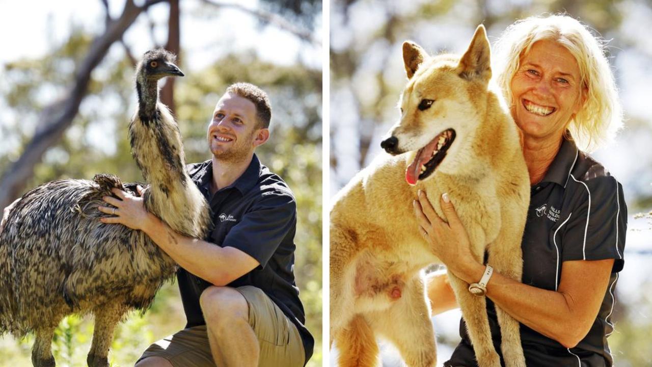 Hills Wildlife Sanctuary CEO Ben Dessen pictured with Moo the emu and Nat Conway pictured with Nioka the Alpine dingo at the Hills Wildlife Sanctuary. Picture: Sam Ruttyn