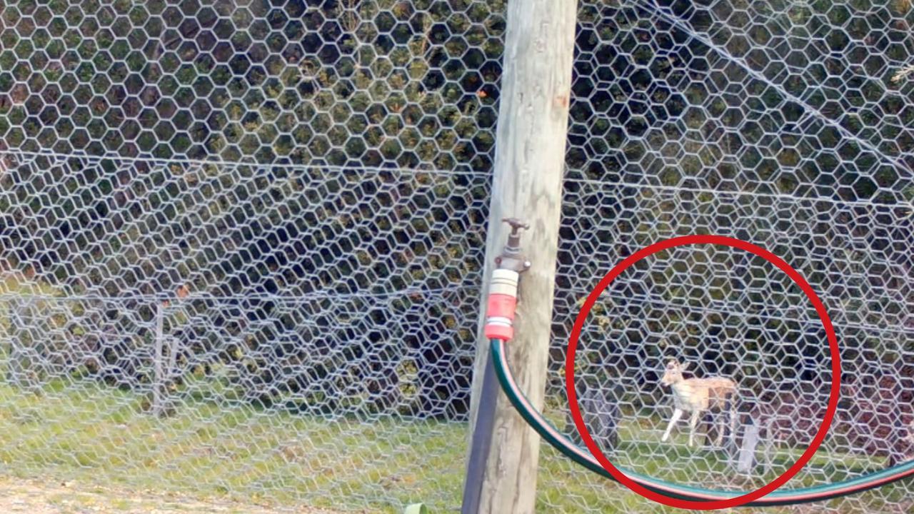 Footage from CCTV footage of deer outside of frustrated resident's home. Picture: Supplied