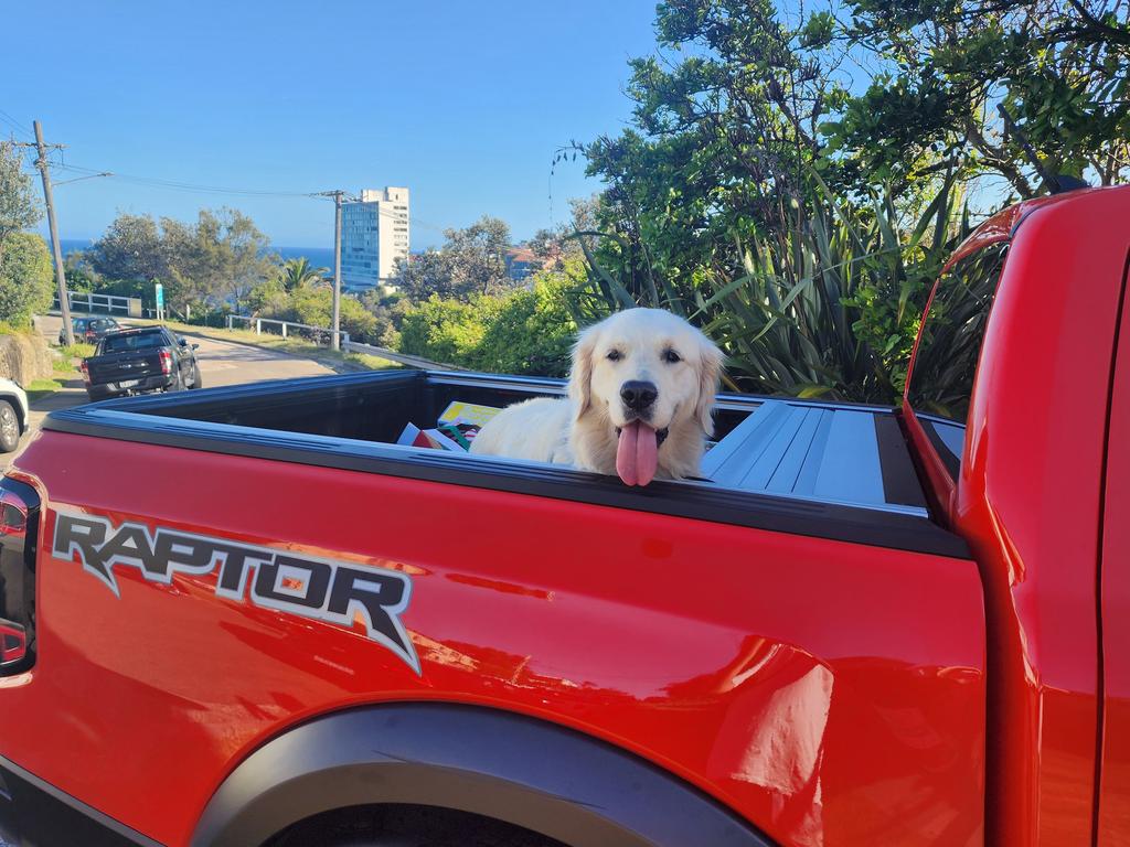 Dogs love Raptors. Fact.