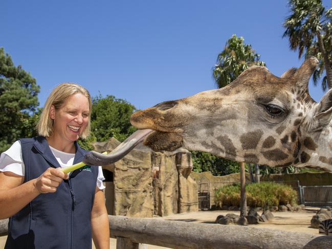 Melbourne Zoo director Michelle Bruggemann with one of her new zoo friends. Picture: Jo Howell.