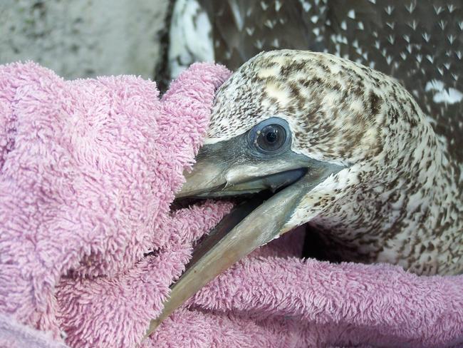 The juvenile Australasian gannet rescued from Dreamtime Beach at Fingal Head by Tweed Valley Wildlife Carers.