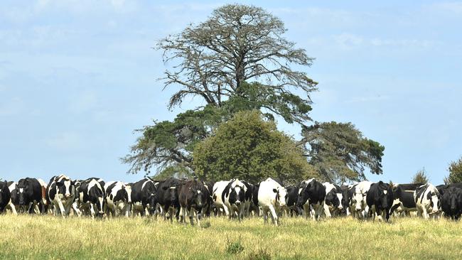 Farmers are being given no choice but to pay the same or more in milk levies.