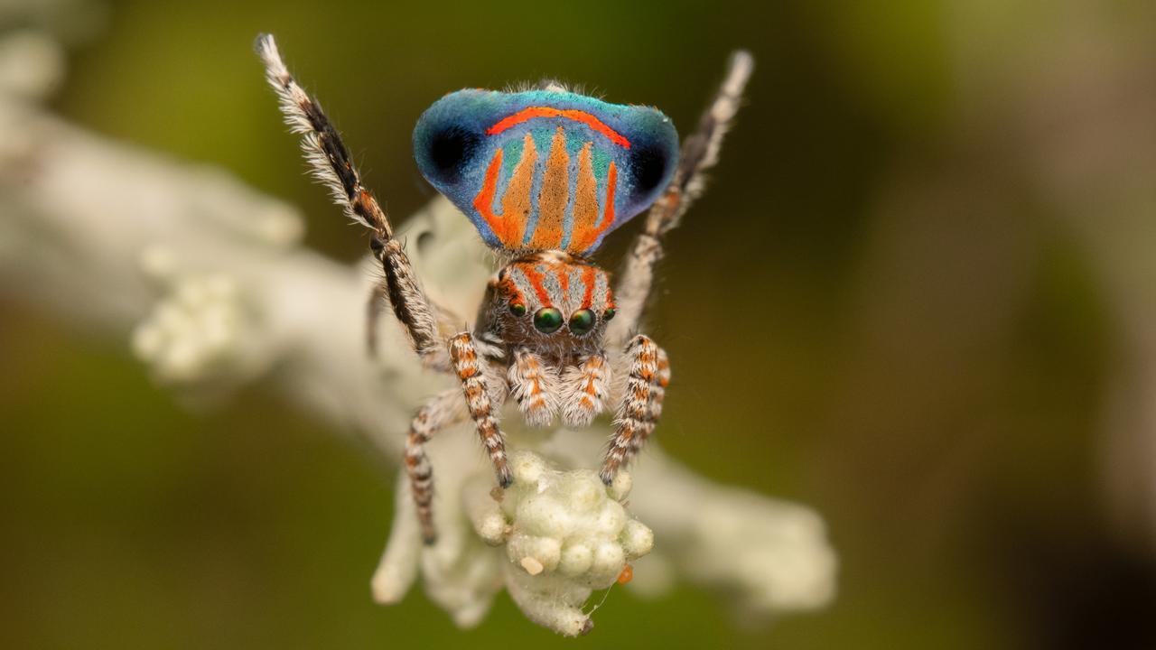 Tiny Dancers: Meet 7 New Peacock Spider Species
