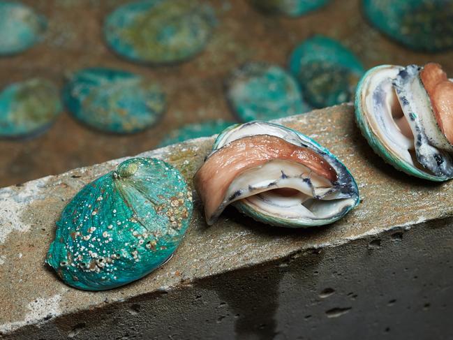 Indigenous fisherman in NSW say they have been unfairly targeted for abalone and other cultural fishing. Picture Supplied