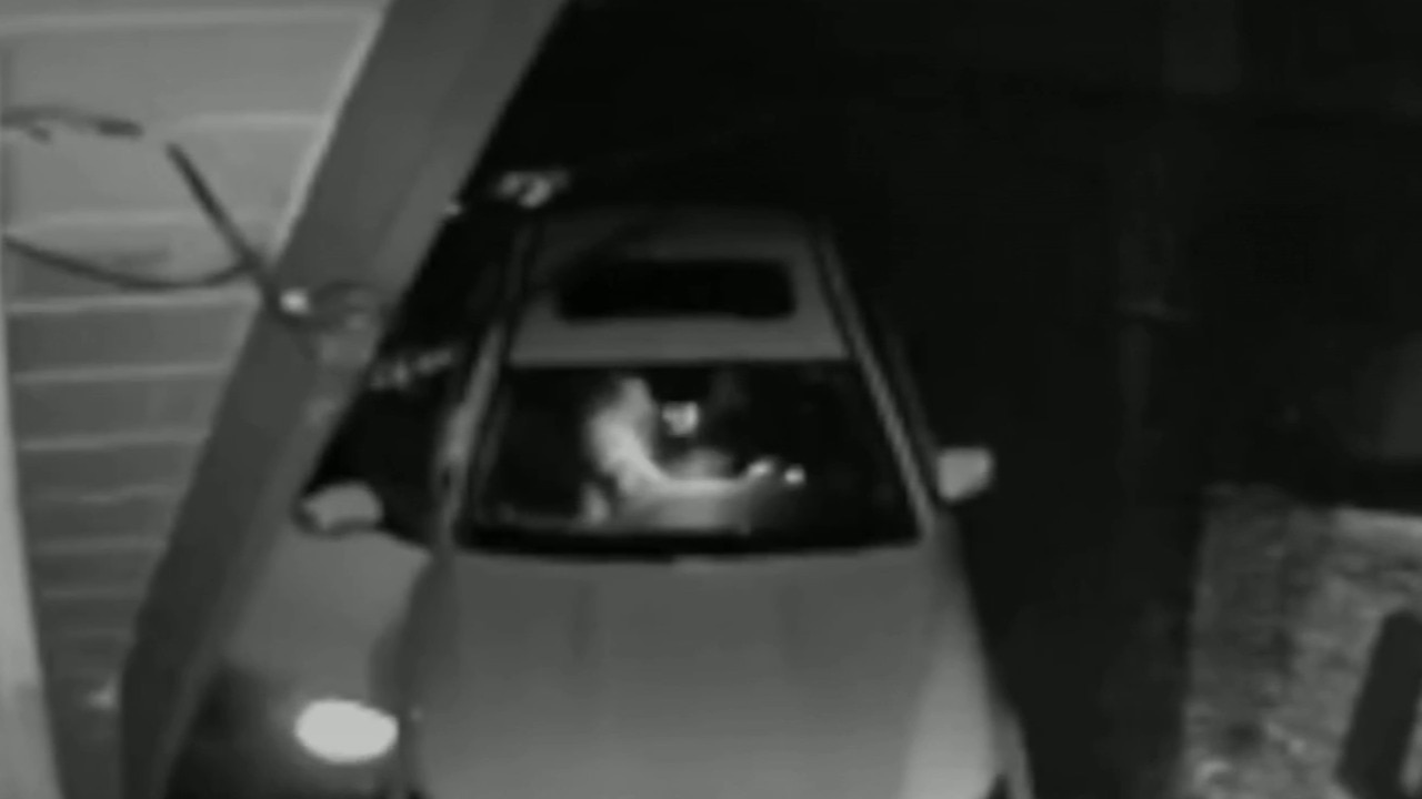 Viral footage exposes man in a bear suit attacking cars