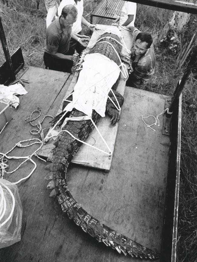 Conservation Commission Rangers load a captured crocodile onto the back of a truck to transport the crocodile to the crocodile farm.