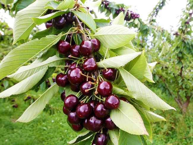 Cherrie exports from Glenburn Orchards at Cygnet are increasing to China after heavy promotion and marketing. (L-R) Cherries on the tree ready to be picked.