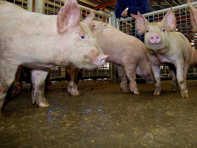 Pig farmer Andrew Pratt at Dublin Livestock Markets 08 Jun 2004.