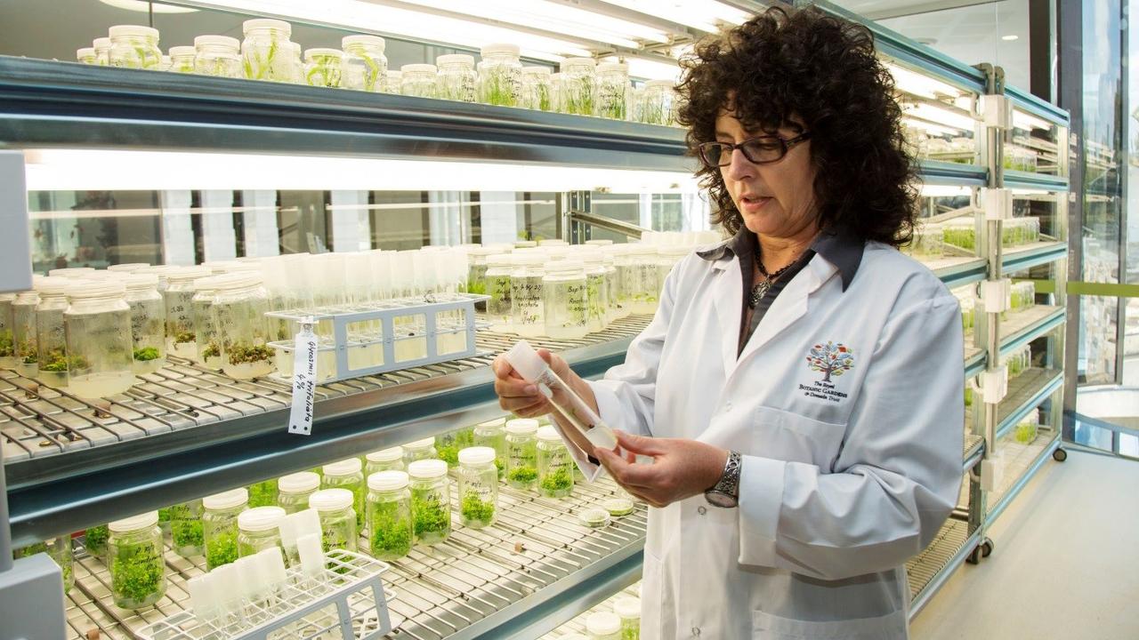 Australian PlantBank collecting seeds of rare native plants to save ...