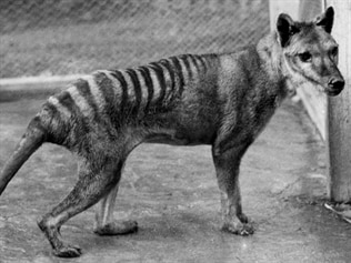 Humans killed off the thylacine: study | news.com.au — Australia’s ...