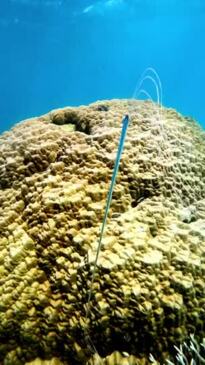 Juvenile oarfish spotted and photographed on the Great Barrier Reef for the first time in history.