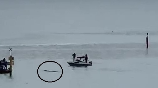 Boats came too close to a whale in Mornington.