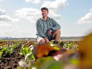 IN THE FIELD: Glenore Grove farmer Darren Howard grows leafy vegetables on his 130-acre property. Picture: ALI KUCHEL