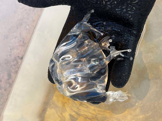 ‘As big as my hand’: Teen catches deadly jellyfish at popular beach