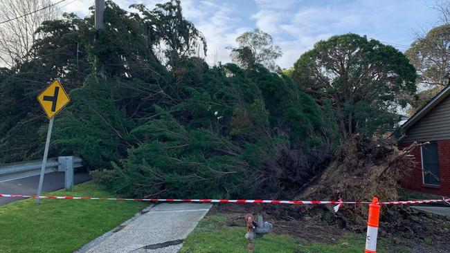 Bedford Rd in Heathmont remained closed in both directions between Dublin Rd and Illoura Ave on Friday morning due to a large tree down. Picture: Sean Milton