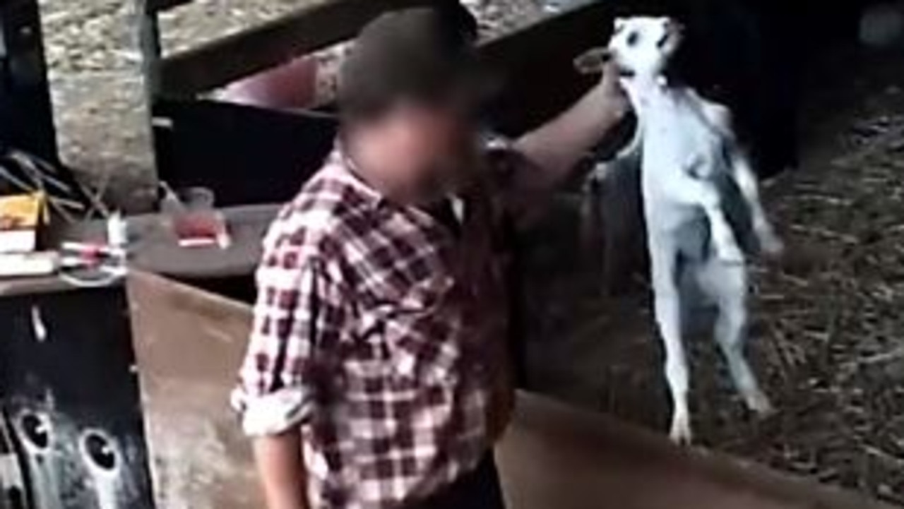 Goat disbudding Hidden camera captures babies burnt with hot iron news.au — Australias leading news site