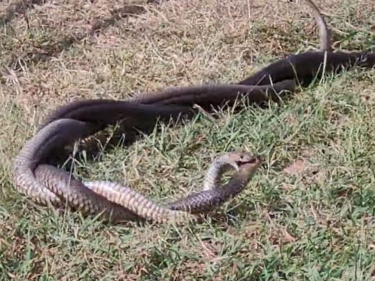 Two male eastern brown snakes in combat in a backyard. Photo: Reddit