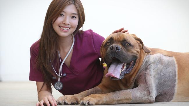 Brisbane dog undergoes bone replacement surgery in $14,000-plus bid to save  him from cancer | The Courier Mail