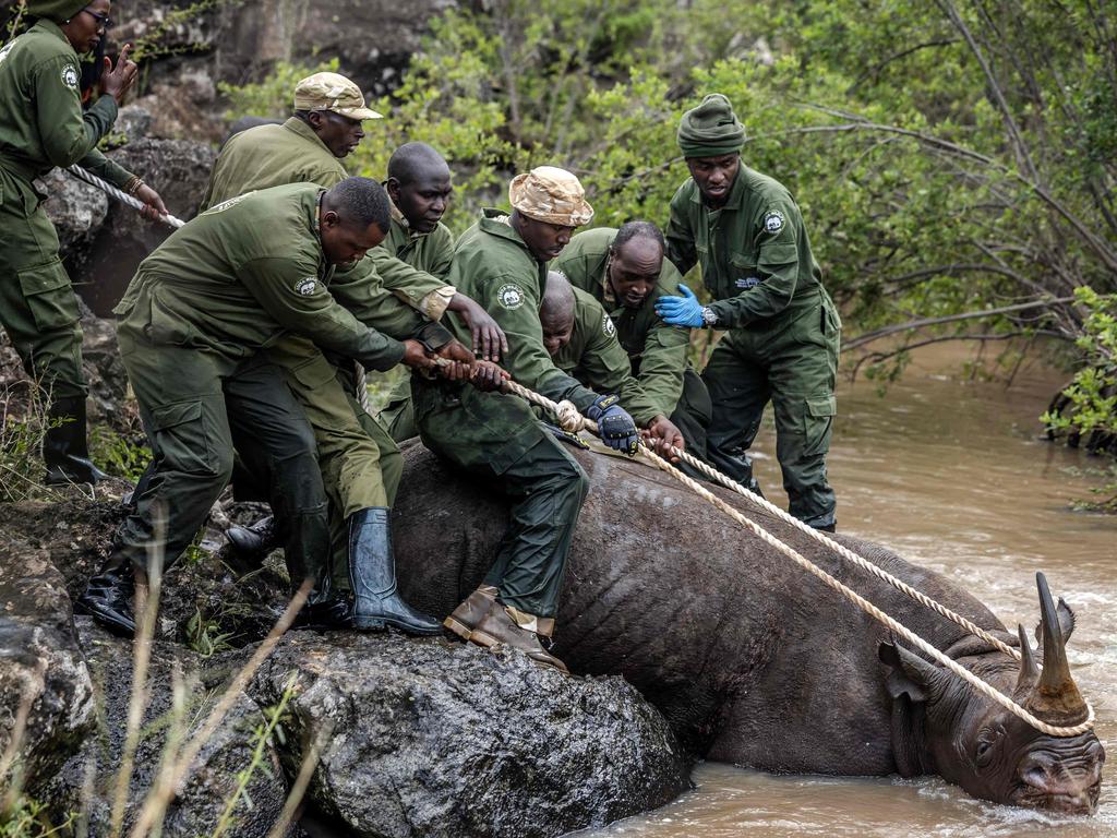 Kenya Wildlife Service members rescue a sedated rhino from the water during a delayed translocation operation in Nairobi National Park. Picture: Luis Tato/AFP