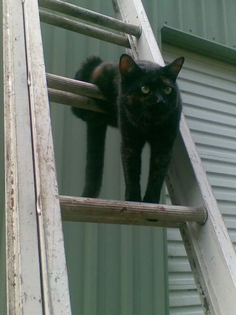 28/09/2019 - Misty climbing up the ladder to be a cat on a hot tin roof... Picture: Angela Carter