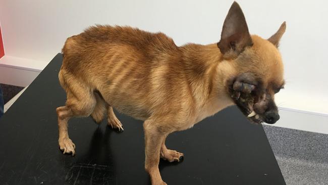 A shocking image of the chihuahua which was left to suffer with a tooth infection that spread across half its face in 2018.