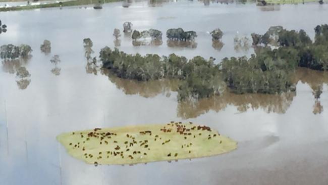 Mr Baird‘s Twitter image shows livestock on an island of high ground amid floods near Maitland. Picture: Mike Baird/Twitter