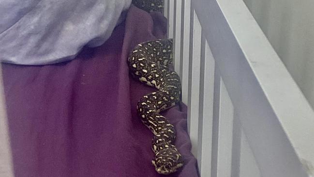 A diamond python thought it could find a home in the baby’s cot. Picture: Facebook