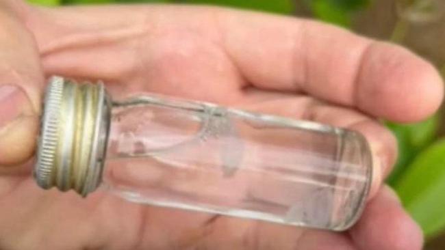 Irukandji jellyfish spotted at Palm Cove. Picture: Supplied