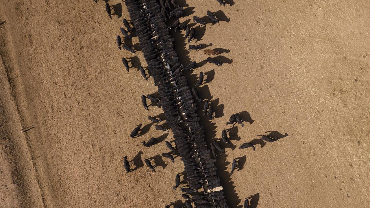 An aerial image of the cattle feeding operation on the Toorawandi property owned by Coonabrabran farmer Ambrose Doolan and his wife Lisa. Picture: Brook Mitchell/Getty