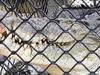 Watch: Rogue river croc, 4.5m, captured after mammoth mission
