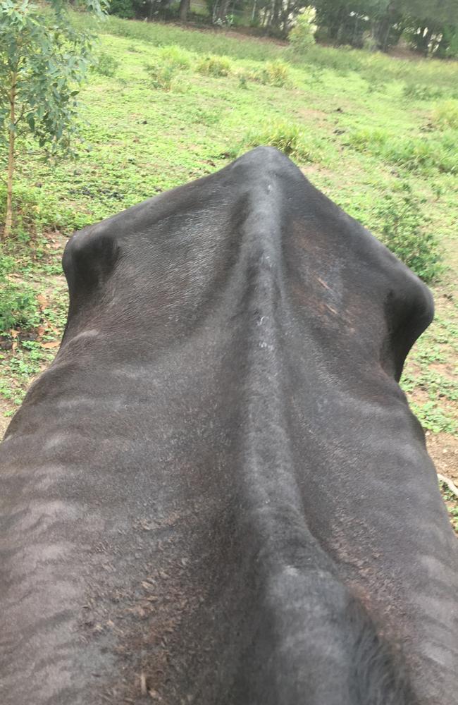 The condition of one of the horses seized from a property associated with owner of the Storybook Farm-Sacred Animal Garden in March, 2019. Picture: RSPCA Queensland.