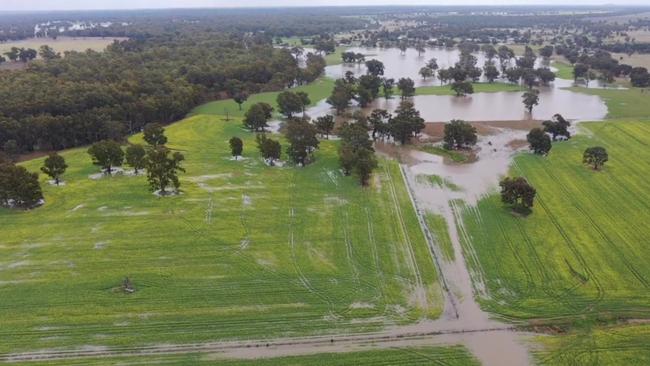 Canola crops along low-lying sections of the Murrumbidgee River flooded several times in 2022. Picture: Neil Durning