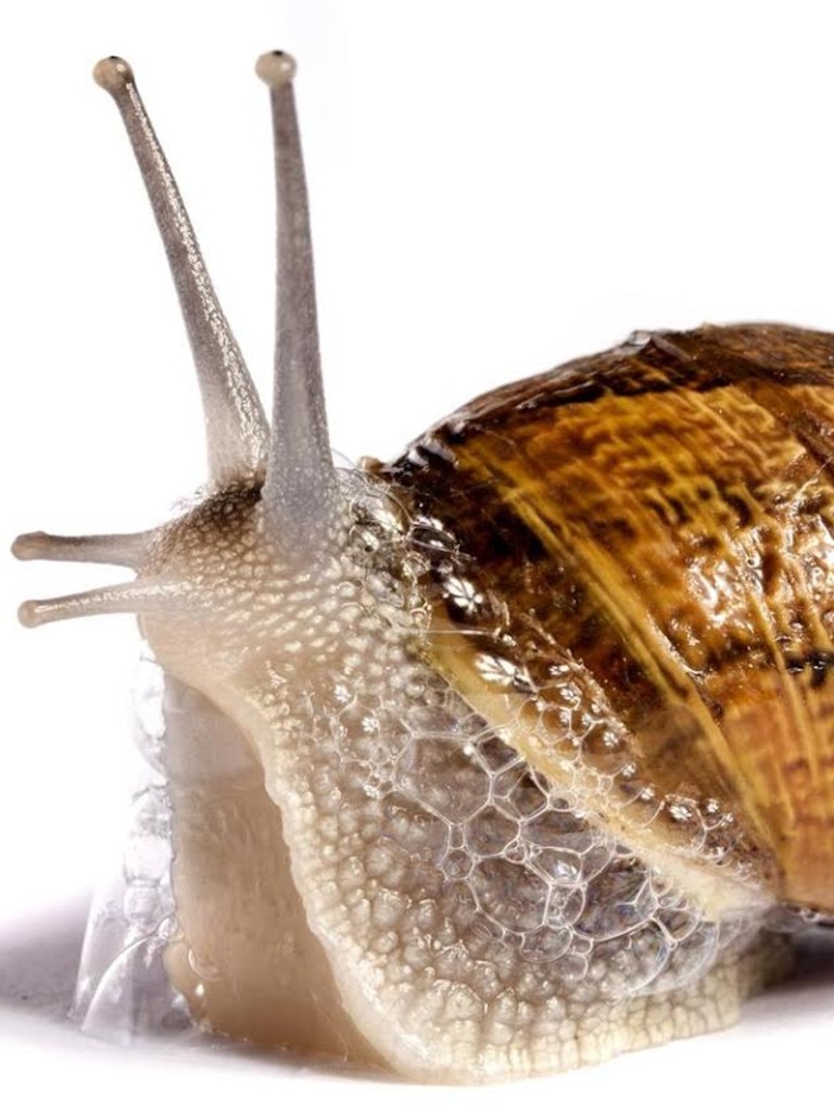 Snails are among the live stowaways.