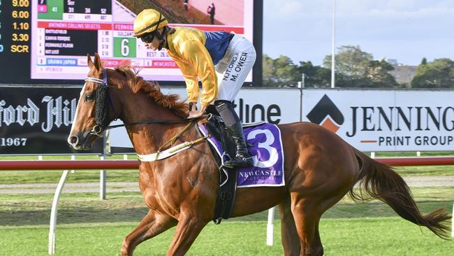 Strobing is looking to book his place in next year's Big Dance with a win in the Taree Good Cup on Sunday. Picture: Bradley Photos