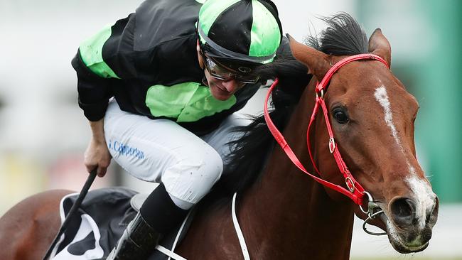 Stockman will be better suited over 1800m at Rosehill Gardens. Picture: Getty Images