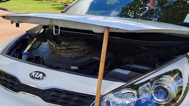 The python in the car. Picture: supplied