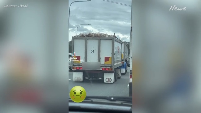 'Blood and guts': Truck driver gets away with spilling carcasses on major roadways