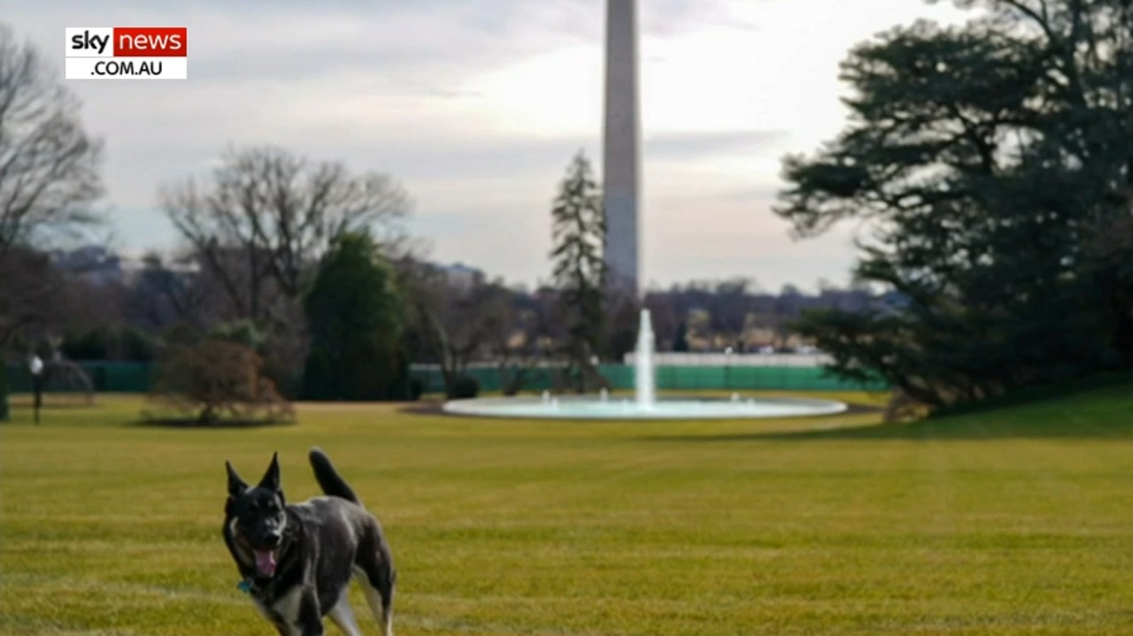 First dogs move into the White House