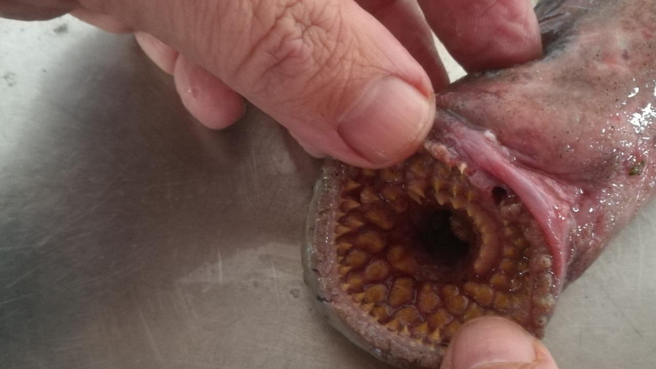 Fisherman makes horrifying find on beach