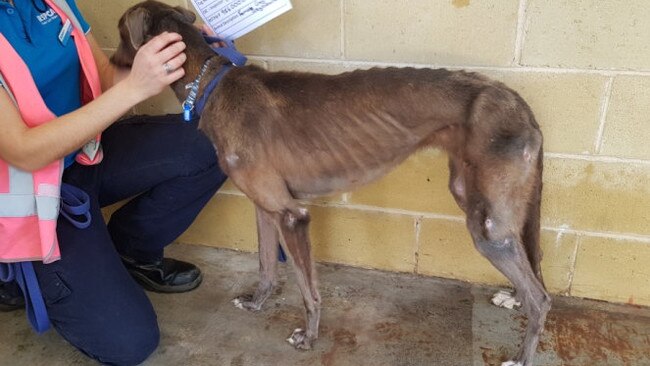 RSPCA NSW has seized 12 greyhounds from a Marsden Park property and charged owner and trainer Charles Sultana, 80, with animal cruelty offences. Picture: RSPCA NSW