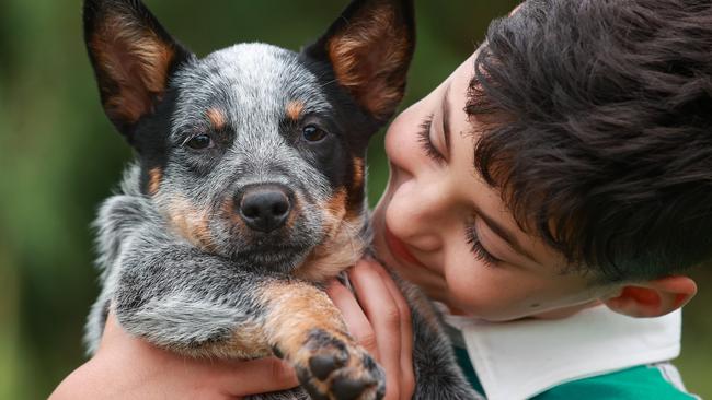 Daily Telegraph. 01, April, 2022.(NSW Cutest Dog story)William Azzopardi, 10, with Jesse, a 9 week oldAustralian red and blue cattle dog, at home at Llandilo Cattle Dogs, Llandilo, today.Picture: Justin Lloyd.
